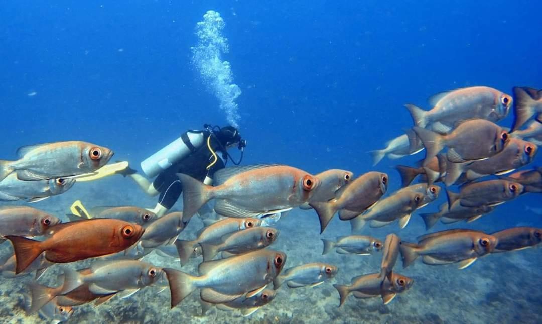 Ratu Kini Dive & Stay Остров Мана Екстериор снимка