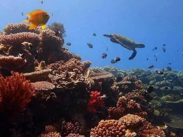 Ratu Kini Dive & Stay Остров Мана Екстериор снимка